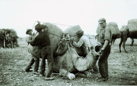 Camel being loaded photo