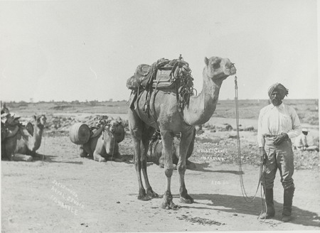 Bejah Dervish photographed with expedition leader LA Wells's camel