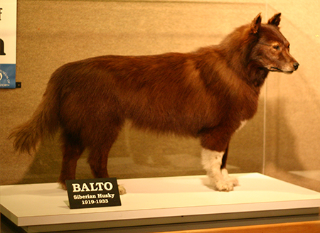 Balto the dog stuffed and on display at the Chicago Natural History Museum