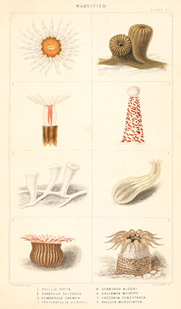 Page 359 of Philip Henry Gosse’s Actinologia Britannica: A History of the British Sea-Anemones and Corals, published by Van Voorst, London, 1860 Biodiversity Heritage Library