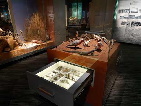 A drawer opened to show its contents