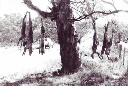 The dingo tree of Lake Eucumbene