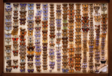 Macleay museum butterfly cabinet