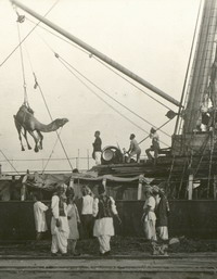 Camel being unloaded from ship photo