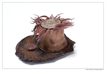 photograph of glass model of marine invertebrate, about 1880