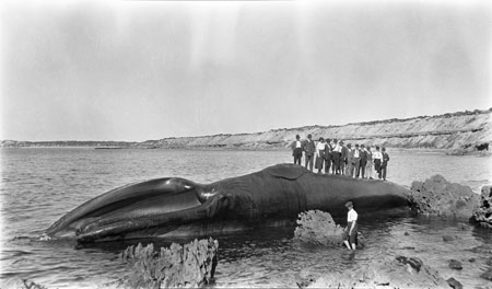 The Antarctic blue whale stranded at Corvisart Bay, South Australia, September 1918