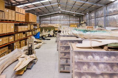 The collection shed at the Bolivar facility, which houses more than 1200 specimens of whales and dolphins