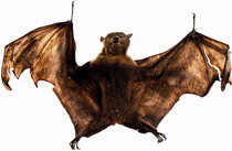 Macleay flying bat