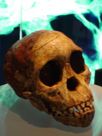 Cast of Taung child skull at Sterkfontein caves