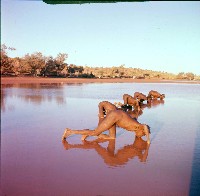 Pintupi men drinking from a lake, Central Australia, 1957