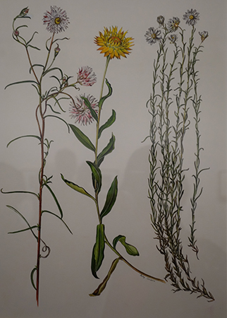 Waddell Everlasting – original by Elizabeth Conabere prepared for plate in Wildflowers of South-Eastern Australia, as displayed at the Jean Galbraith and Friends exhibition