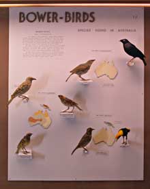 A case from the old bird gallery, dense with information