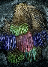 Macleay museum hummingbird feathers