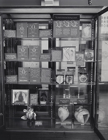 Phar Lap’s heart displayed next to the heart of an army remount at the Australian Institute of Anatomy