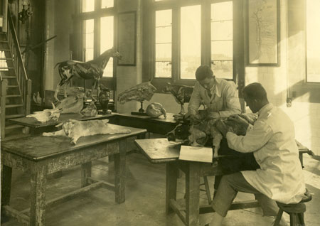 Veterinary science students dissecting a pig, about 1930