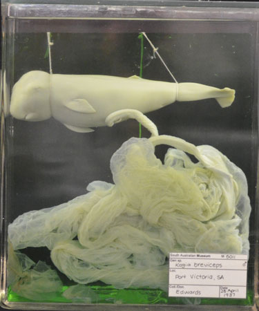 Preserved foetus of a pygmy sperm whale collected in April 1937 at Port Victoria, Spencer Gulf, South Australia, when the mother stranded and died