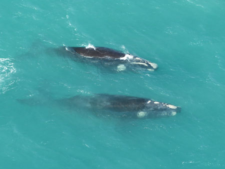 Images in the South Australian Whale and Dolphin Sighting Database, such as this one of southern right whales, are used for identifying individual whales over time