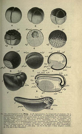 Page 289 of T Jeffery Parker and William Haswell, A Text-Book of Zoology