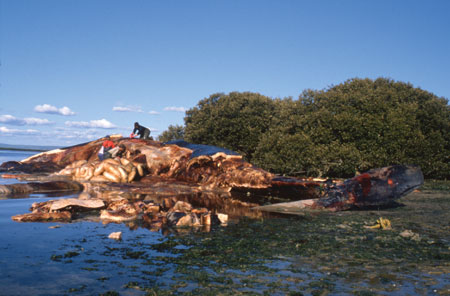 A pygmy blue whale washed up near Adelaide, September 1989