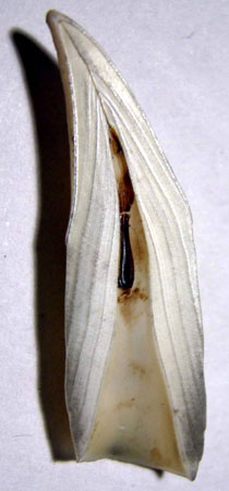 Acid-etching of teeth, such as this tooth of a 4-year-old fur seal, is a technique used to estimate the age of marine mammals