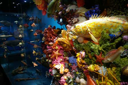 A section of underwater rock wall, showing organisms in their natural colours