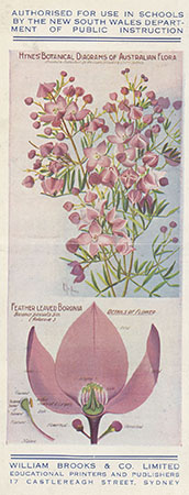 ‘Feather-leaved boronia’, by Ellis Rowan, from a brochure advertising the first series of Hyne’s Botanical Diagrams of Australian Flora
