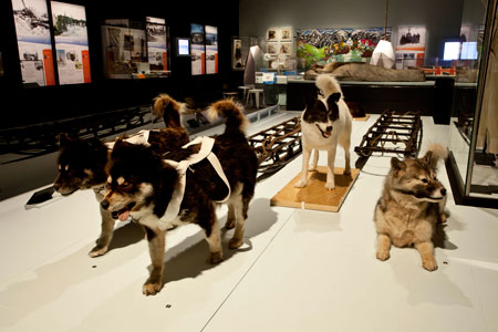 Trekking their way through the exhibition are stuffed huskies on loan from the Antarctic Division dragging sledges, found near the hut, that were probably used by the Ross Sea party