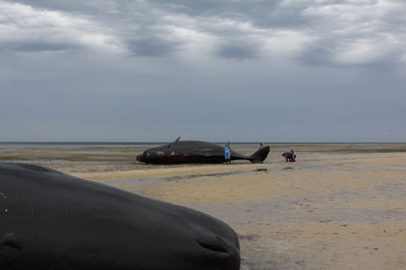 Eight sperm whales stranded alive at Ardrossan, Gulf St Vincent, South Australia, December 2014