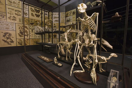 Darwin exhibition skeleton case