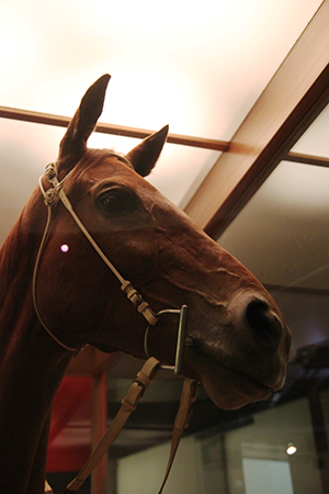 The exceptionally lifelike mount, depicting Phar Lap with ears pricked and eyes alert