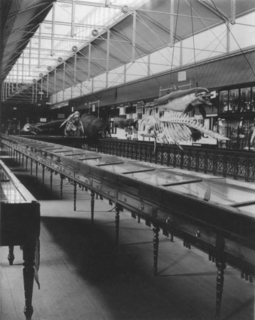 Marine mammals on display at the South Australian Museum, 1899