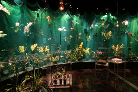 Live orchids displayed behind draped garden netting provide the finale for the nature pathway of 
    Wonderland — The Mystery of the Orchid
  