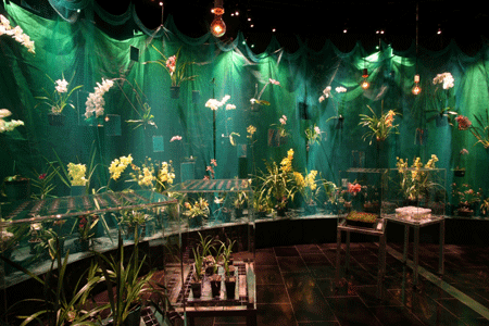 Live orchids displayed behind draped garden netting provide the finale for the nature pathway of 
    Wonderland — The Mystery of the Orchid
  