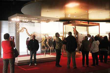 The skeleton of Phar Lap alongside his mounted hide at the Melbourne Museum, 2010