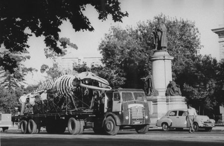 Large, articulated skeleton of a Bryde’s whale being moved by truck along North Terrace for installation in the new whale pavilion created at the front of the South Australian Museum, 1960s