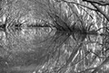 Overhanging trees, Norman Creek, film still from the visual poem, Navigating Norman Creek