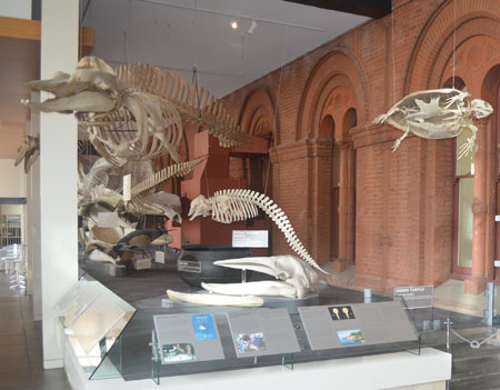 A pygmy sperm whale (centre of photo), the newest addition to the whale gallery in the renovated north wing