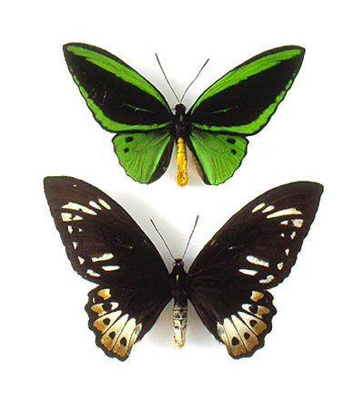 Male (top) and female (bottom) specimens of Ornithoptera priamus