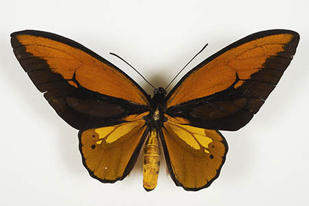 Ornithoptera croesus