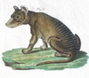 Thylacine thumbnail