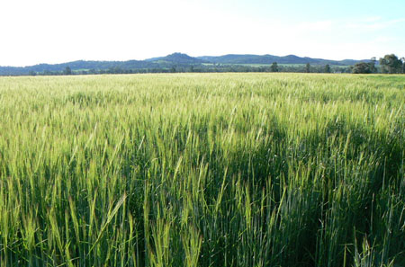 Cereal crop near Combaning, 2010