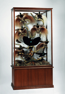 Birds of paradise case 1913, National Museum of Australia