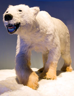 The polar bear, now a threatened species due to global warming
    
  