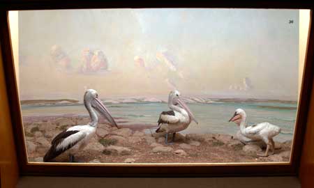 A diorama in the old bird gallery showing pelicans in the Coorong