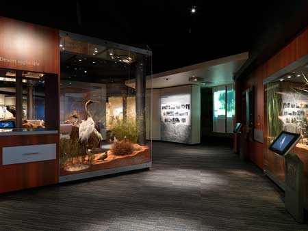 A view in the Biodiversity Gallery, desert nightlife and waterhole