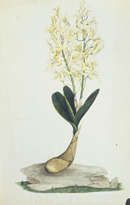 George Raper's watercolour, Rock Lily, 1789