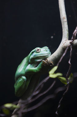 A green tree frog at the 
    Water: H
      20=Life
     exhibition
  