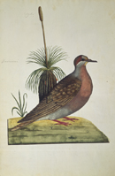 George Raper, Common Bronzewing (1789)